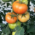 VDN_tomates_1